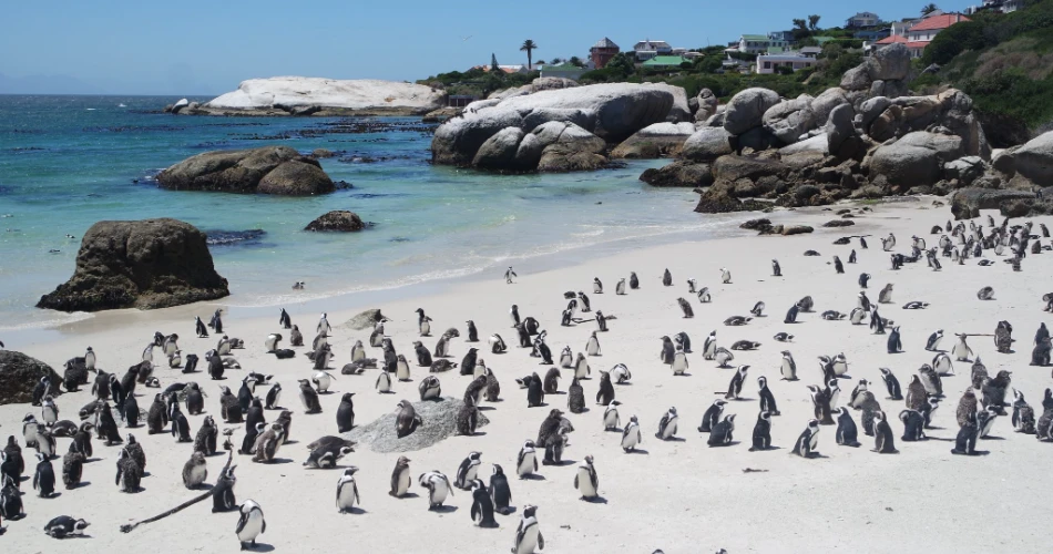 Best Places to Visit in Cape Town, South Africa